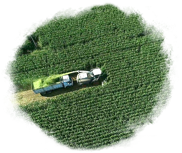 Fodder Plants Fodder Plants