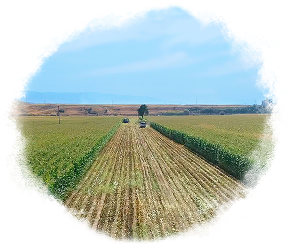 Fodder Plants Fodder Plants