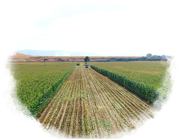 Fodder Plants Fodder Plants