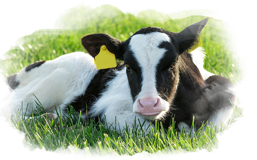Cow Cow